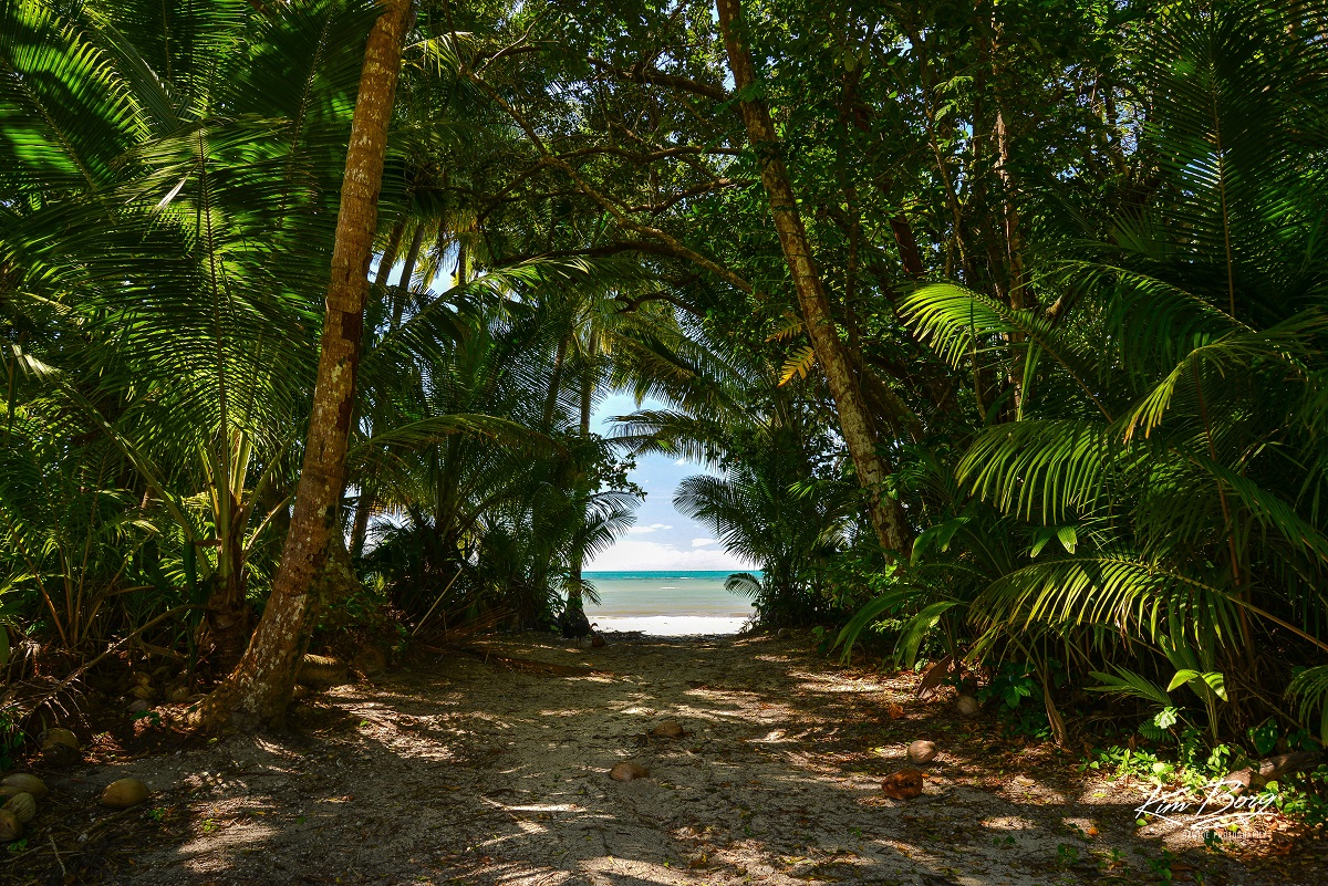 safari lodge and campground cape tribulation